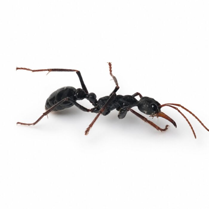 Myrmecia rowlandi Myrmecia rowlandi Image 1