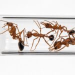 Myrmecia vindex - Image 2