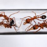 Myrmecia vindex - Image 3