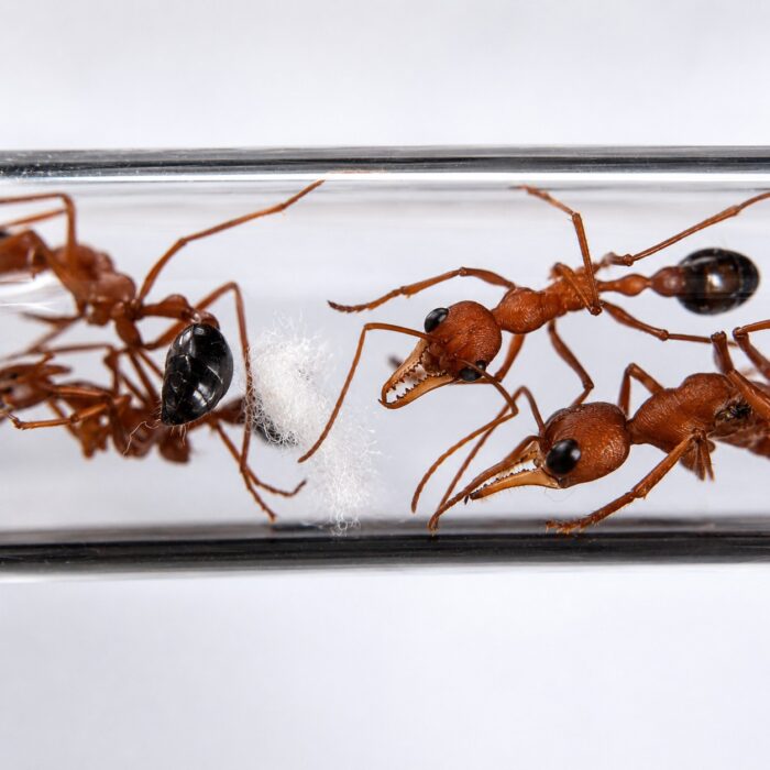 Myrmecia vindex  Image 3