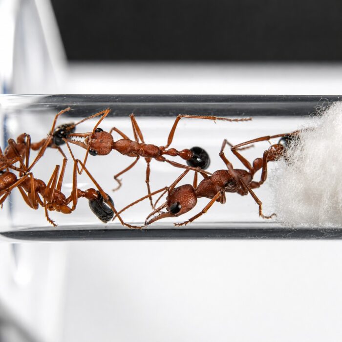 Myrmecia vindex Myrmecia vindex Image 1