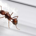 Novomessor albisetosus - Image 2