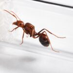 Novomessor albisetosus - Image 3