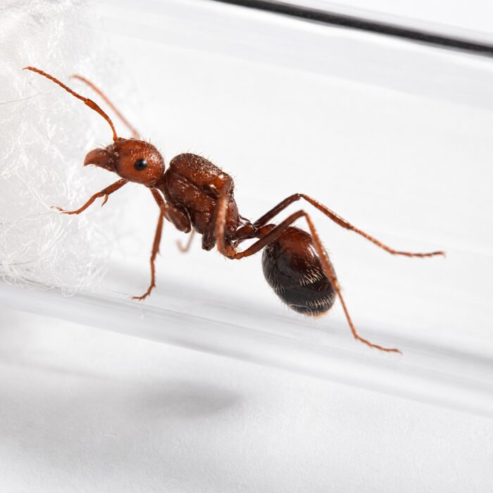 Novomessor albisetosus  Image 3