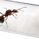 Novomessor albisetosus - Image 4