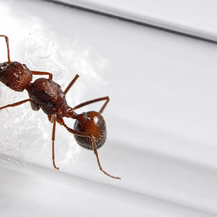 Novomessor albisetosus  Image 2