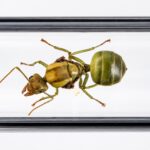 Oecophylla smaragdina colony view — green weaver ant starter colony ready to ship from ANTonTOP