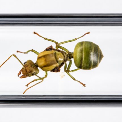 Oecophylla smaragdina colony view — green weaver ant starter colony ready to ship from ANTonTOP