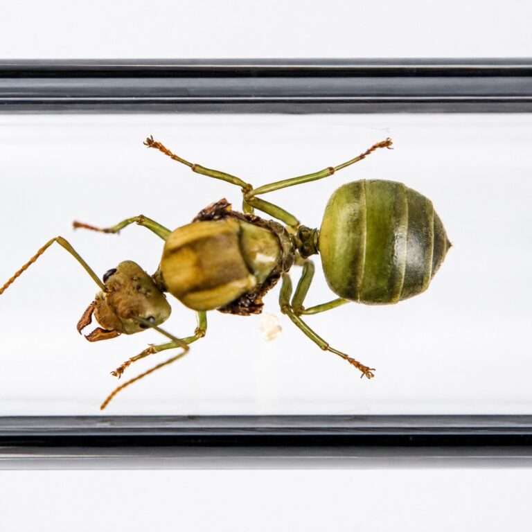 Oecophylla smaragdina colony view — green weaver ant starter colony ready to ship from ANTonTOP
