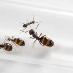 Proformica nasuta - Image 2
