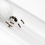 Tetramorium caespitum - Image 2