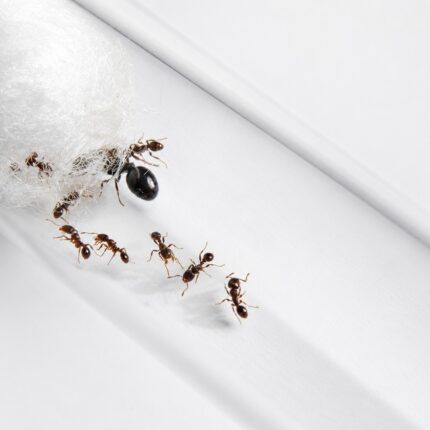 Tetramorium caespitum