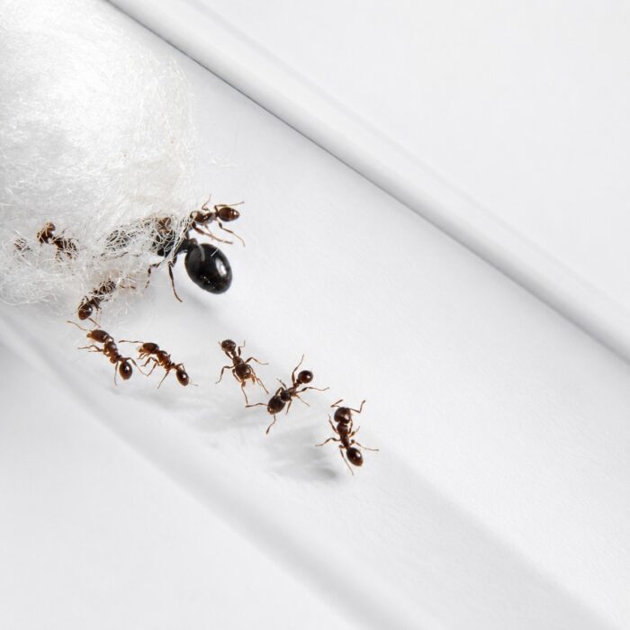 Tetramorium caespitum Tetramorium caespitum Image 1