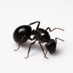 Camponotus intrepidus