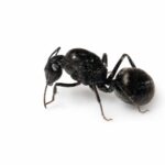 Camponotus intrepidus - Image 2