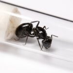 Camponotus intrepidus - Image 3