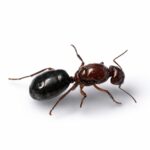 Camponotus postcornutus