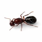 Camponotus postcornutus - Image 2