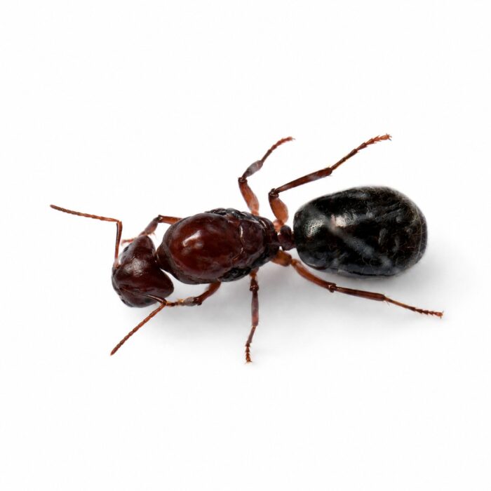Camponotus postcornutus  Image 2