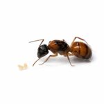 Camponotus terebrans - Image 2
