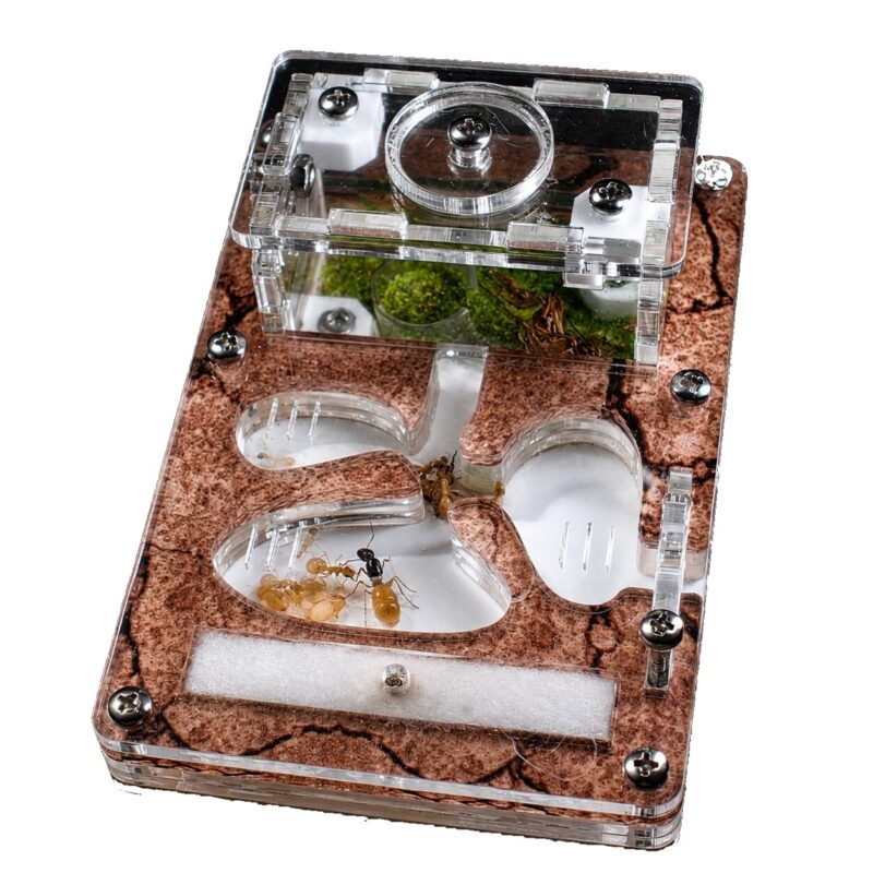 Formicarium Start acrylic ant farm with Camponotus fedtschenkoi colony, white background